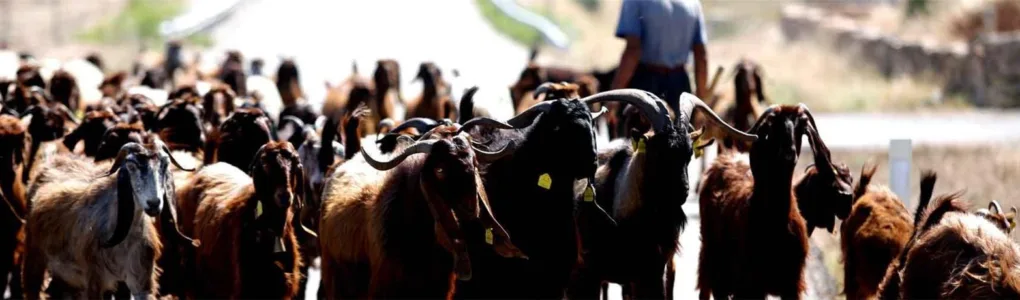 Erkunden Sie Nordzypern: Selbstfahrer-Tour, 10 Nächte - 1