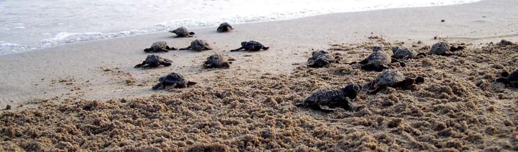 Strandurlaub in Nordzypern - 7 Nächte - 1