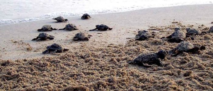 Strandurlaub in Nordzypern - 7 Nächte - 1