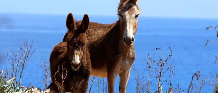 Strandurlaub in Nordzypern - 7 Nächte - 4