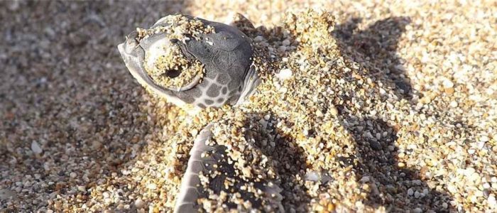 Familien- und Strandurlaub Nordzypern 6